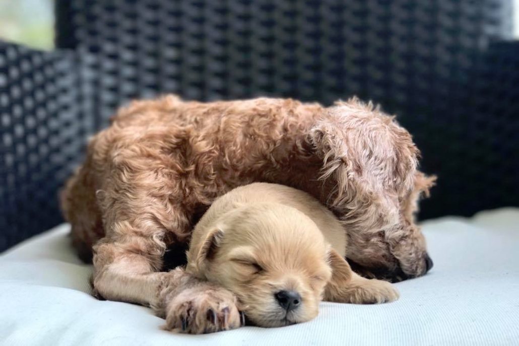 Where to adopt a dog in Hong Kong