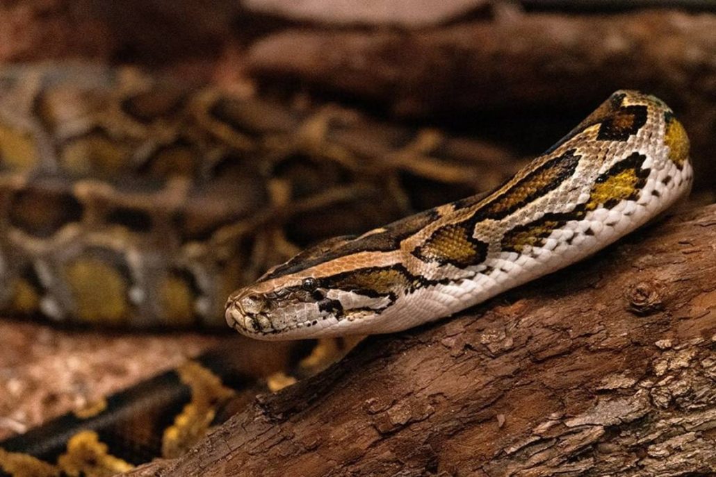 Burmese Python