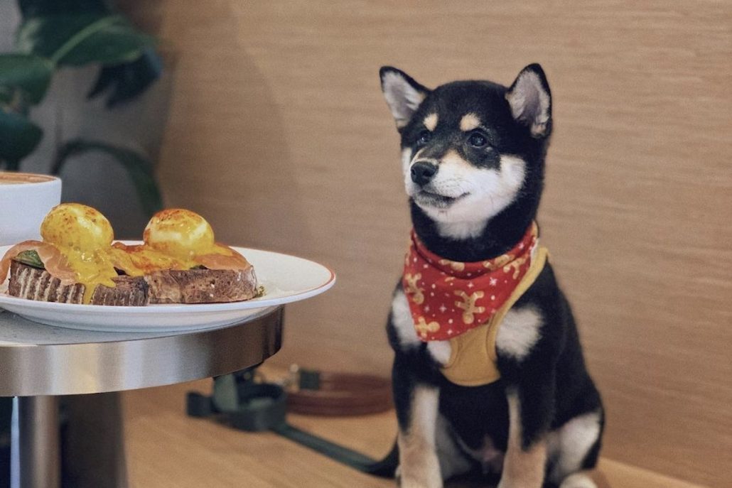 Dog Friendly Restaurants Elephant Grounds