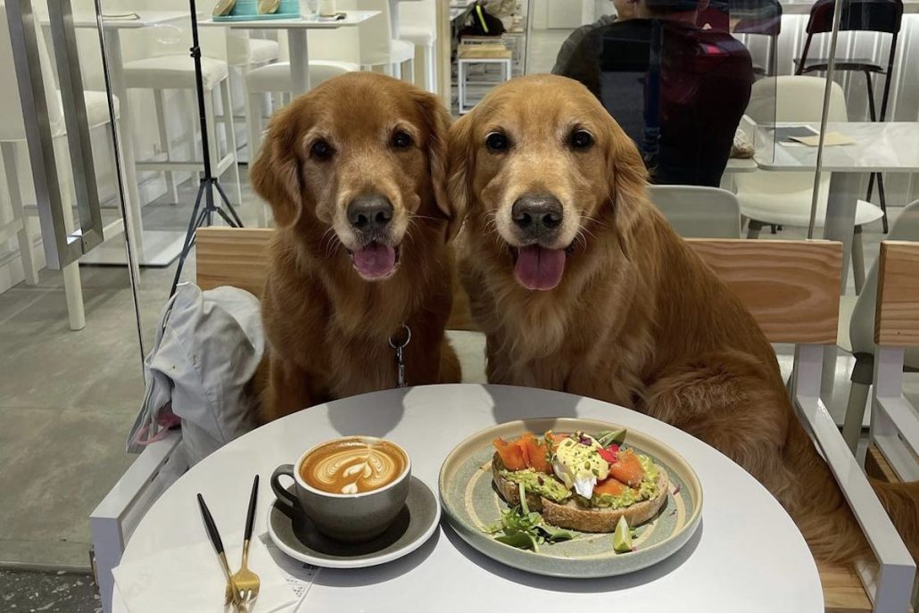 Dog Friendly Restaurants Heart Coffee