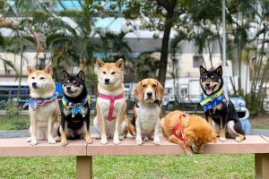 Dog parks in Hong Kong