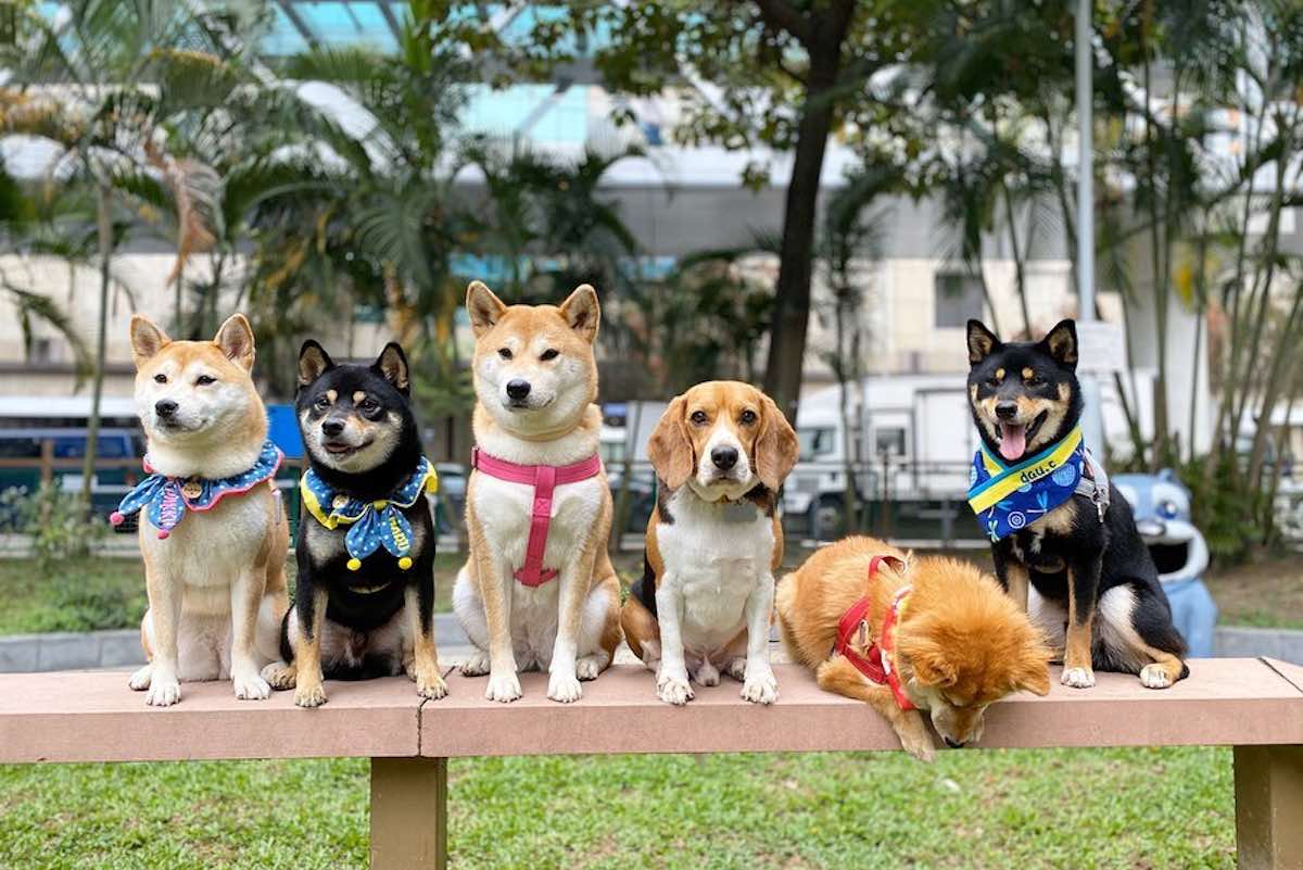 Dog parks in Hong Kong