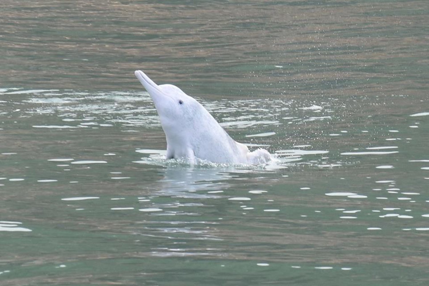 Pink dolphins, Tai O, Hong Kong