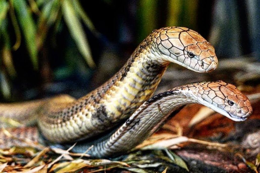 King Cobra