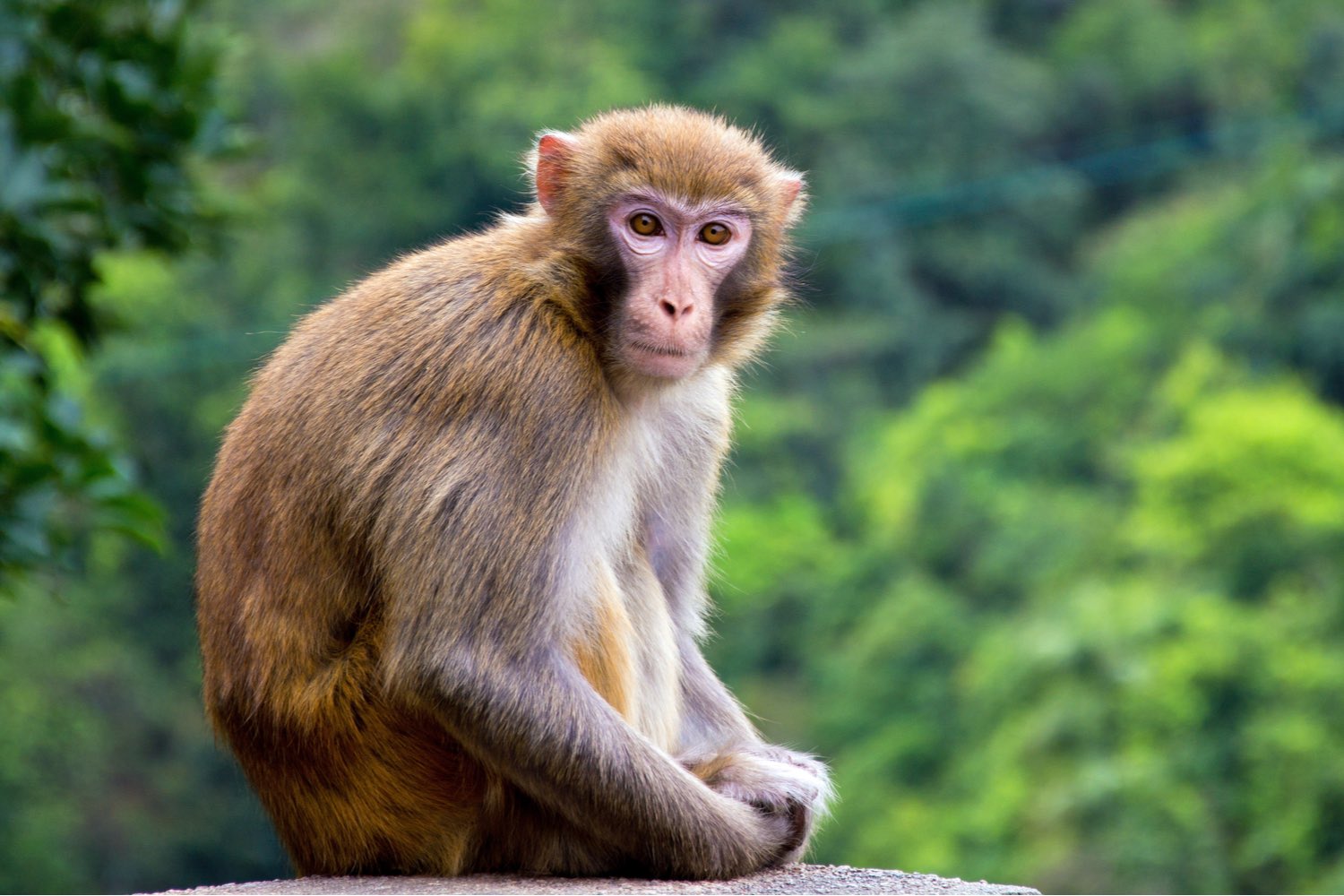 Picture of monkey at Monkey Hill in Hong Kong