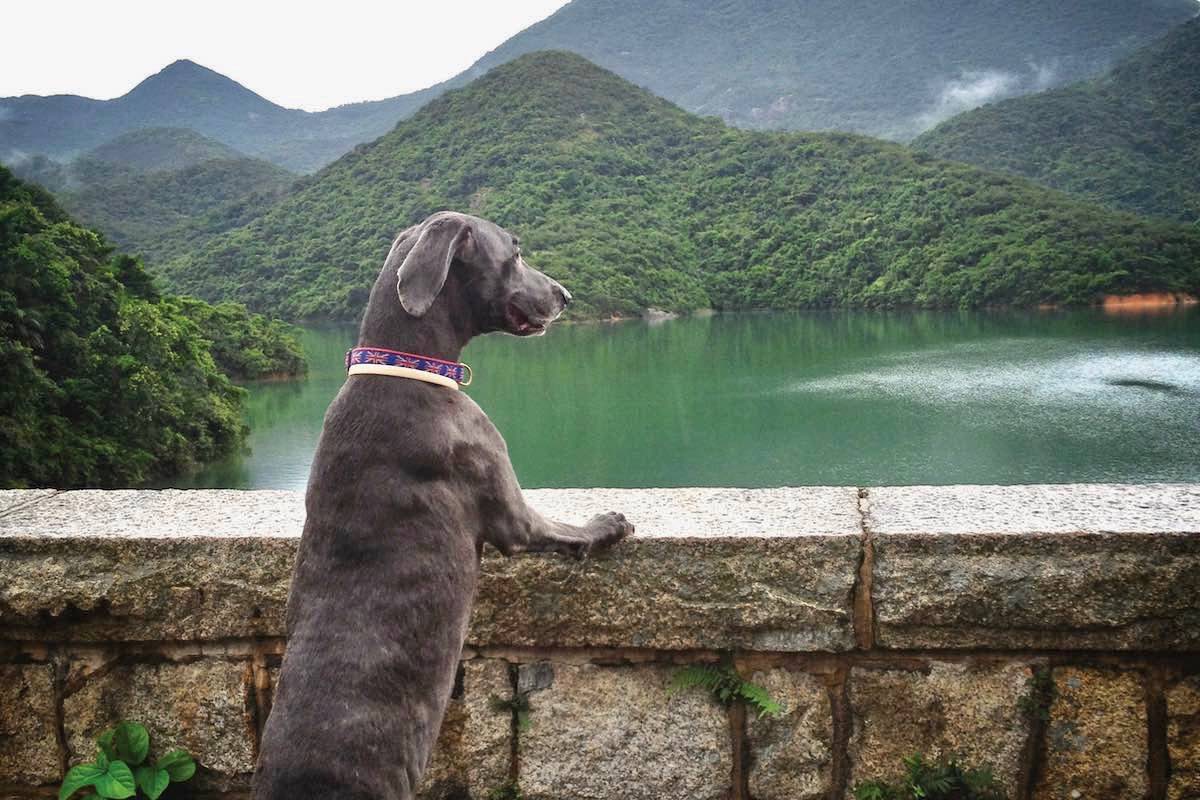Tai Tam hike with dog